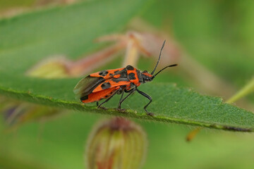 Selective focus closeup on a brilliant red Cinnamon plant bug, Corizus hyoscyam sitting against a green soft background