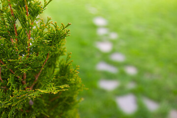 spring, beautiful branch with young leaves against the background of a green lawn