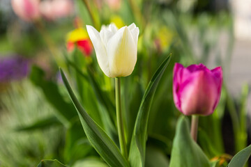 beautiful colored tulips in a flower bed in the garden, garden landscaping. Spring