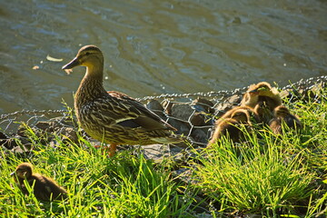 Duck brood on the city pond.