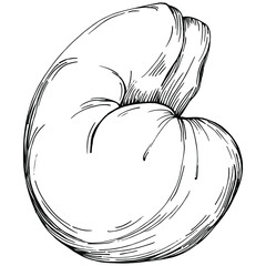 Cashew hand-drawn Vector Illustration isolated on white background. Retro style farm product for restaurant menu, market label, logo, emblem and kitchen design. Decoration for food packaging.