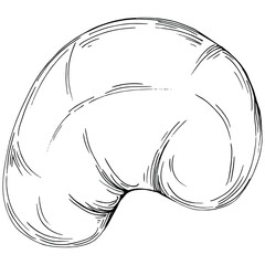 Cashew hand-drawn Vector Illustration isolated on white background. Retro style farm product for restaurant menu, market label, logo, emblem and kitchen design. Decoration for food packaging.