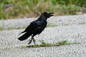 crow on a ground