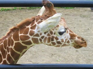 Obraz premium キリンの横顔