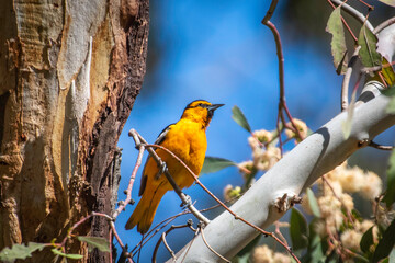 A Bullocks Oriole in a tree