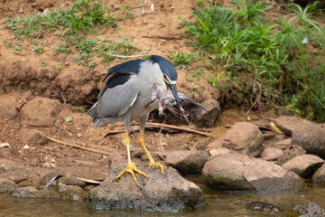 A Night Heron eating a smaller bird