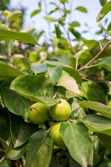 Pale green unripe bunch of young apple fruits hanging on a tree branch in orchard in small local agricultural farm in Poland. Apples growing on a tree on sunny day in July
