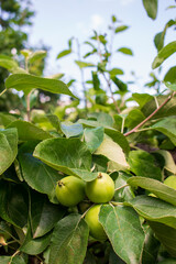 Pale green unripe bunch of young apple fruits hanging on a tree branch in orchard in small local agricultural farm in Poland. Apples growing on a tree on sunny day in July
