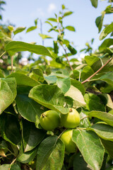 Pale green unripe bunch of young apple fruits hanging on a tree branch in orchard in small local agricultural farm in Poland. Apples growing on a tree on sunny day in July
