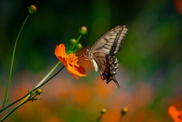 アゲハとコスモス