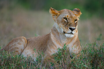Lion - Panthera leo king of the animals. Lion - the biggest african cat, lioness laying in the bush with with her cubs in Masai Mara National Park in Kenya Africa