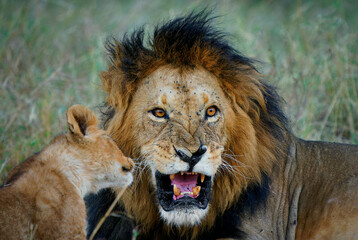 Fototapeta premium Lion - Panthera leo king of the animals. Education by father, the biggest african cat laying and its kittens play in the bush in Masai Mara National Park in Kenya Africa. Big and small lions