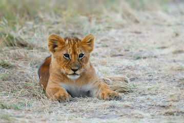 Lion kittens play in the bush in Masai Mara National Park in Kenya Africa. Lion - Panthera leo king of the animals, the biggest african cat, small cub in the savannah