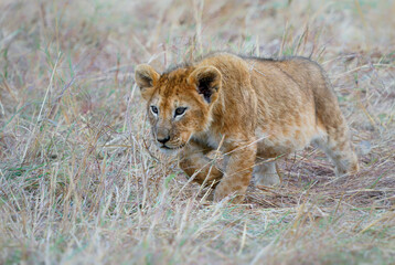 Lion kittens play in the bush in Masai Mara National Park in Kenya Africa. Lion - Panthera leo king of the animals, the biggest african cat, small cub in the savannah