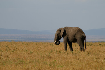 Naklejka na ściany i meble African Bush Elephant - Loxodonta africana lonely elephant walking in savannah of the Amboseli park under Kilimanjaro in the afternoon, dust bath, coming close up portrait