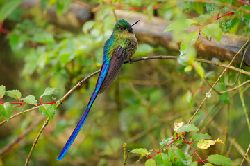 Violet-tailed Sylph - Aglaiocercus coelestis hummingbird in coquettes, tribe Lesbiini of Lesbiinae,...