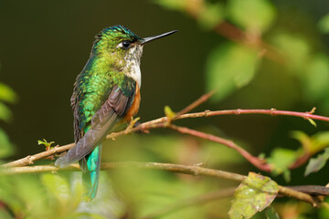 Fototapeta na wymiar Violet-tailed Sylph - Aglaiocercus coelestis hummingbird in coquettes, tribe Lesbiini of Lesbiinae, found in Colombia and Ecuador, very long blue color tail, bird of bright colors