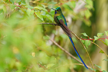 Violet-tailed Sylph - Aglaiocercus coelestis hummingbird in coquettes, tribe Lesbiini of Lesbiinae, found in Colombia and Ecuador, very long blue color tail, bird of bright colors