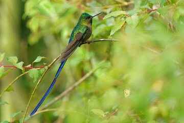 Violet-tailed Sylph - Aglaiocercus coelestis hummingbird in coquettes, tribe Lesbiini of Lesbiinae, found in Colombia and Ecuador, very long blue color tail, bird of bright colors