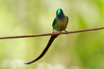 Violet-tailed Sylph - Aglaiocercus coelestis hummingbird in coquettes, tribe Lesbiini of Lesbiinae, found in Colombia and Ecuador, very long blue color tail, bird of bright colors