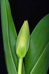 Obraz premium Spring tulips flower isolated on black background