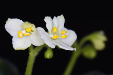 Fototapeta na wymiar Closeup of stamen, carpel of African Violet flower. White Flowering Saintpaulias, commonly known as African violet. Mini Potted plant. Selective focus