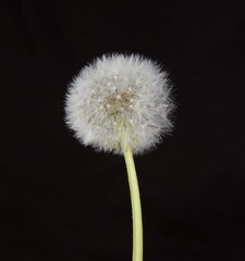 Final few seeds hanging to a dandelion. dandelion on a black background. macro