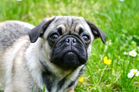 Healthy purebred dog photographed outdoors in the nature on a sunny day. Puppy pug dog. Puppy mops.