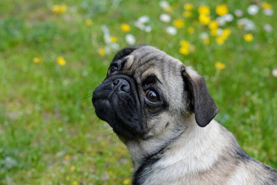 Healthy purebred dog photographed outdoors in the nature on a sunny day. Puppy pug dog. Puppy mops.