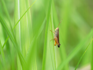 Cricket on a plant