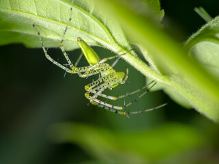 Beautiful spider during an ecotourism jungle