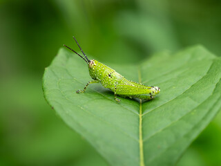 Cricket on a plant