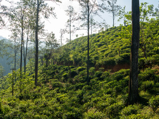 Beautiful view of green tea plantations at sunset. Ella, Sri Lanka