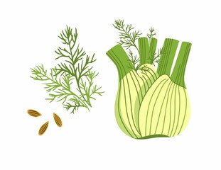 Root, stem and seeds of fennel botanical set. Herb bulb. Dill stalk with leaves. Fresh natural healthy vegetarian food. Medical plant. Cooking ingredient for culinary menu. Cartoon style illustration