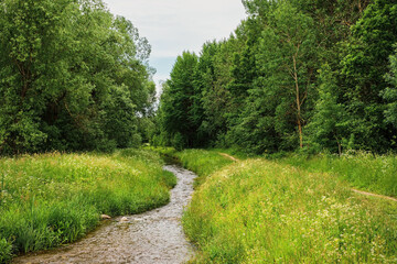 Fototapeta na wymiar River in the green forest, path next to the river. Park in cloudy weather. Blooming herbs in a water meadow in June, northern summer, vacation time, banner or background idea