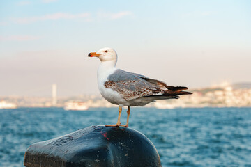 Seagull bird standing on the seashore rock in Istanbul.