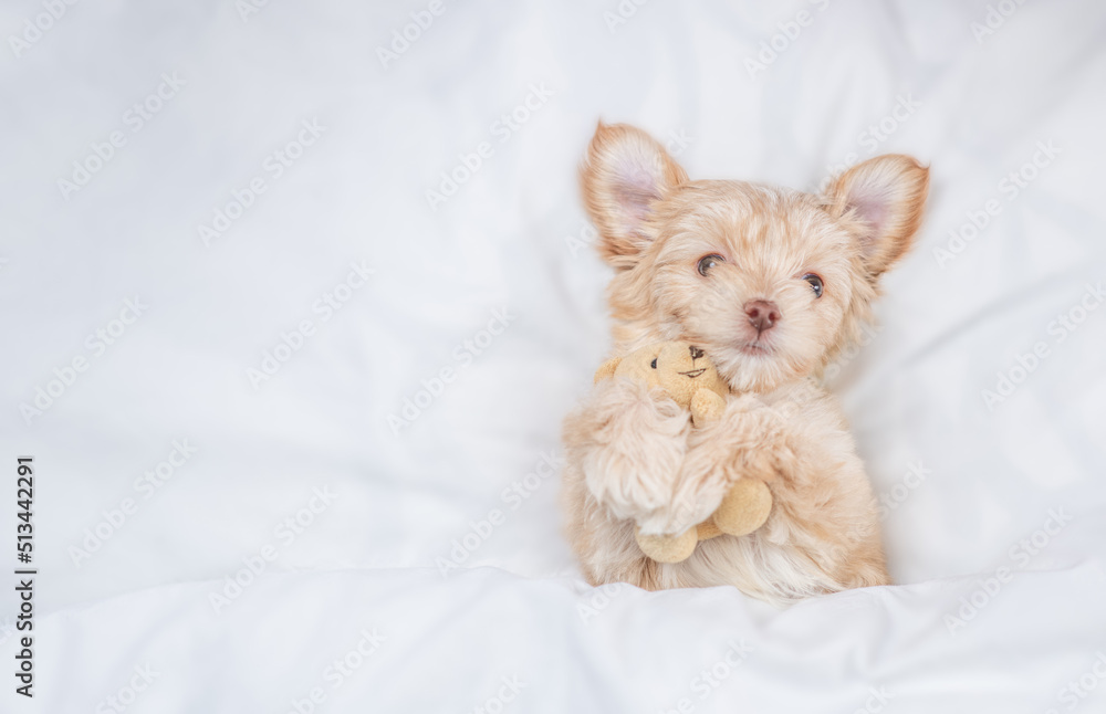 Poster Goldust Yorkshire terrier puppy lying under white blanket on a bed at home and hugs favorite toy bear before bedtime. Top down view. Empty space for text