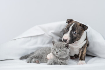 Friendly Miniature Bull Terrier puppy hugs sleepy kitten under warm white blanket on a bed at home. Pets sleep together. Empty space for text