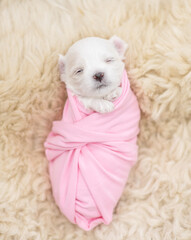 Tiny newborn white lapdog puppy wrapped like a baby sleeps on a fur bed. Top down view