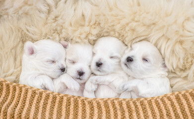 Four tiny white lapdog puppies sleep under warm blanket on a bed at home. Top down view