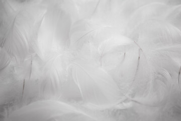White Fluffly Feathers Texture Background	
