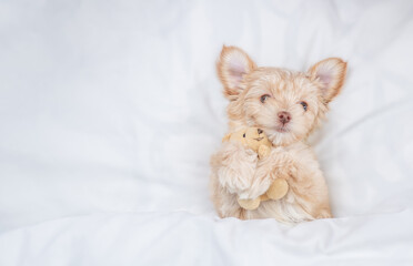 Goldust Yorkshire terrier puppy lying under white blanket on a bed at home and hugs favorite toy bear before bedtime. Top down view. Empty space for text