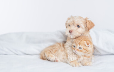 Cute Goldust Yorkshire terrier puppy hugs ginger kitten under warm white blanket on a bed at home and look away on empty space.
