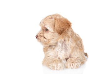 Goldust Yorkshire terrier puppy lying and looking away on empty space. isolated on white background