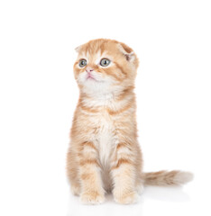 Fold ginger tabby cat looks away. isolated on white background
