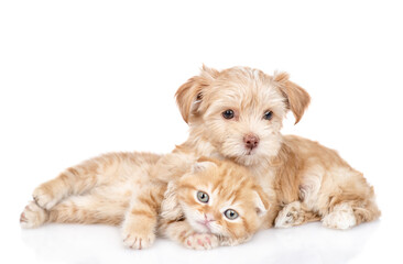 Friendly Goldust Yorkshire terrier puppy hugs tiny kitten. isolated on white background