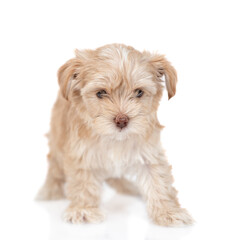 Goldust Yorkshire terrier puppy standing in front view. isolated on white background