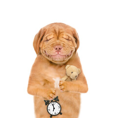 Sleepy Mastiff puppy with closed eyes hugs toy bear and holds alarm clock.  Isolated on white background