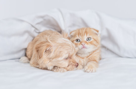 Sleepy Goldust Yorkshire terrier puppy and baby kitten lying together under warm white blanket on a bed at home