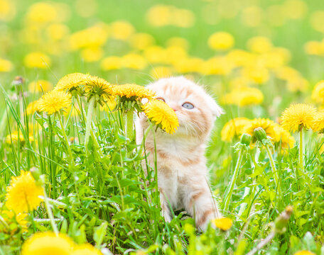 Tiny kitten sniffs dandelions at summer park